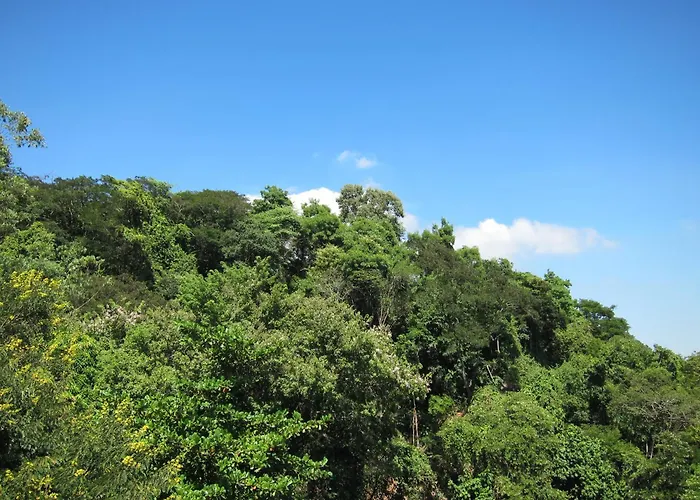 Estúdio da Floresta